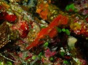 3rd Hairy Ghost Pipefish.JPG