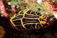 Reticulidia halgerda Nudibranch.JPG