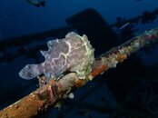 FROG FISH PANGLAO WRECK.jpg