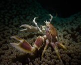 PORCELAIN CRAB.jpg