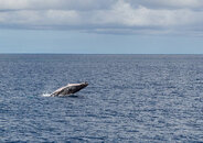 Whale Watching in Fiji - Paradise Taveuni Resort.jpg