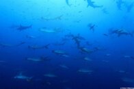 hammerhead.jpg hammerhead.jpg