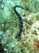 IMG_1158.jpg