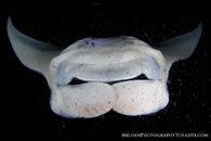 Manta alfredi 3 watermarked.jpg