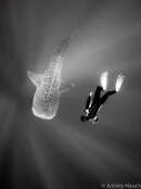 2012-05-11-Belize-whale-shark-diving-3.jpg