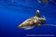 Carcharhinus longimanus 10.jpg