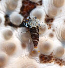 bumblebee shrimp100246.jpg