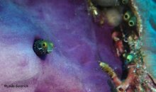 blenny100234.jpg