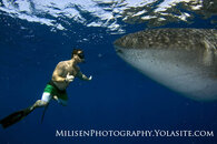 Moriarty and whaleshark small.jpg