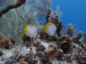 LITTLECAYMAN08152011_021.jpg