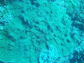 fiji 2012 172.jpg