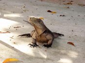 LITTLECAYMAN08172011_190.jpg
