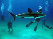 shark2a.jpg