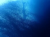 WHALE SHARK SARDINE RUN.jpg