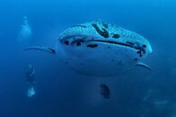 ANNES WHALESHARK.jpg