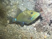 SportDiver_20250807_203444.JPEG