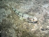 SportDiver_20250807_202523.JPEG