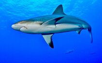 DSC_7047.jpg