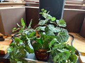 IMG_0033.jpeg