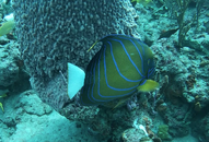 Screenshot 2025-09-28 Angel Fish 3.png