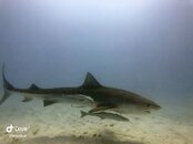 IMG_1527.jpeg