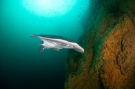 Tetronarce californica, Pacific electric ray2.jpg