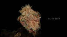 nudibranch2-2.jpg