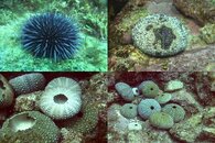DDDB 508 urchins diseased.jpg