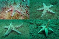 DDDB 507 Astropecten.jpg