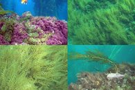 DDDB 509 Sargassum removal.jpg