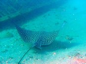 Blue Heron Bridge Eagle Ray.jpg