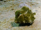 Blue Heron Bridge Post-larval Trunkfish.jpg