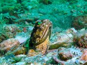 Blue Heron Bridge Banded Jawfish.jpg