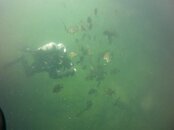 DIVING 073.jpg