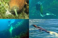 DDDB 510 fish poopies.jpg