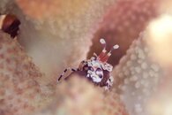 IMG_4028_YO_HQ_shrimp.jpg