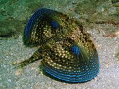 Blue Heron Bridge Flying Gurnard.jpg