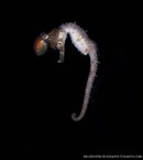 Hippocampus and squid small watermarked.jpg