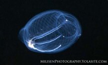 Salp 2 small copy.jpg