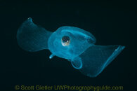 5328-sea-butterfly_wm-M.jpg