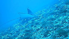 spotted eagle ray.png