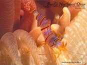 pnw_diver_2012-11_Cover.jpg