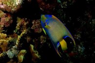 QUEEN ANGELFISH.jpg