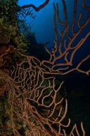 BLACK CORAL AT TRINITY CAVES-2.jpg