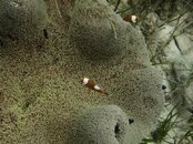 unidentified anemonefish saddleback but orange 1810.jpg