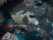 Trunk_Fish.jpg