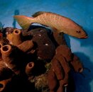 TIGER GROUPER.jpg