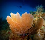 SEA FAN DIVERS.jpg