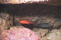 cardinalfish Guadalupe 01-06-28a.jpg