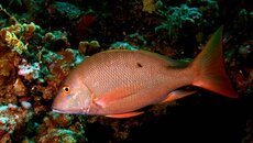 MAHOGONY SNAPPER.jpg